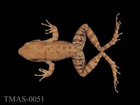 藏品(拉都希氏蛙)的圖片